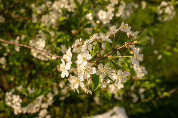 Blooming cherry tree in spring. High quality photo