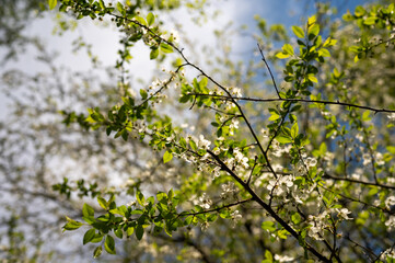 Blooming cherry tree in spring. High quality photo