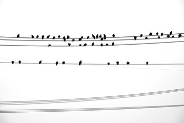 전깃줄에 앉아있는 비둘기들-Pigeons sitting on electric wires