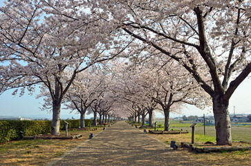 Row of cherry blossom trees in Hyogo Prefecture, Japan
