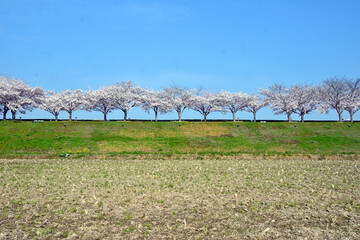 Cherry trees on embankment in Hyogo Prefecture, Japan