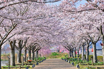 Row of cherry blossom trees in Hyogo Prefecture, Japan