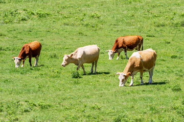 Naklejka na ściany i meble Cows at summer green field.