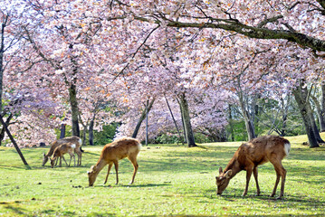 Deers and cherry blossoms in Nara Park, Japan
