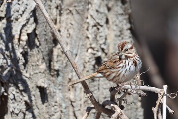 Song Sparrow