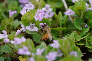 Bubble bees pollinating flowers during spring season. Environmental pollution affects of bees