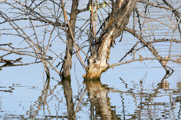 Trees with bare branches and reflections in lake