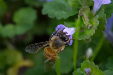 Bubble bees pollinating flowers during spring season. Environmental pollution affects of bees