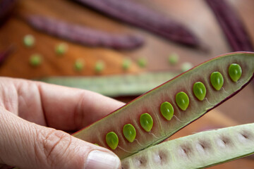 Hand holding open Guaje pod with seeds exposed.