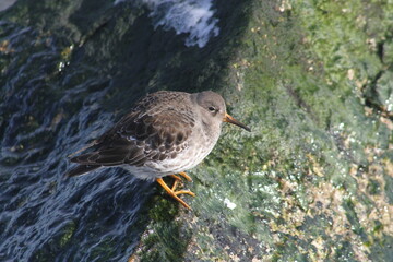 Sandpiper