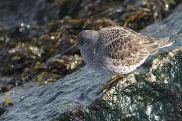 Purple Sandpiper