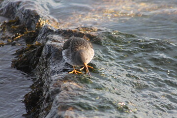 Purple Sandpiper 2