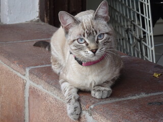 [Spain] The silver tabby cat staring at something (Frigiliana)