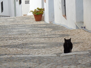 [Spain] Back view of a black and white bicolor cat walking in the old town of Frigiliana