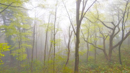 Forest in the fog