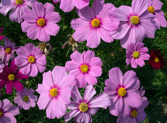 Obraz na płótnie Canvas Cosmos flower (Cosmos Bipinnatus) with blurred background