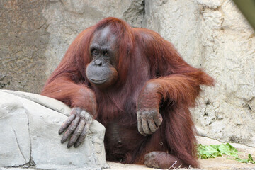 Orangutan sitting relaxed
