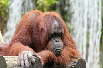 Orangutan sleeping