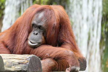 Orangutan staring