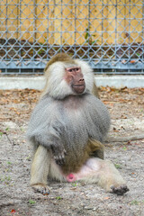 Baboon sitting in a fence