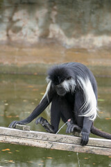 Colobus monkey peeing in water