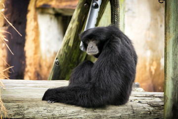 Siamang primate