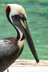 pelican on the pier