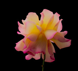 closeup of colorful rose in magenta, orange, red, yellow, purple - 499345599