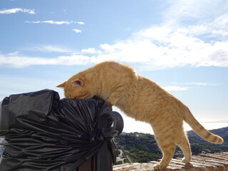 [Spain] The red tabby cat looking inside the trash can (Frigiliana)