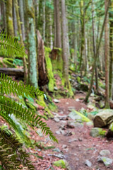 Green trees in a forest surround dirt hiking trails in the Pacific Northwest