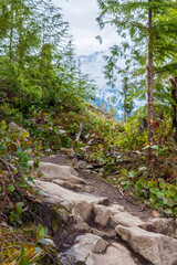 Green trees in a forest surround dirt hiking trails in the Pacific Northwest