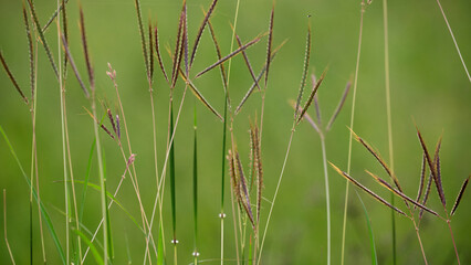 Wild flowers closeup on green background