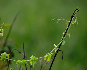 Green vines closeup with green de-focused green background