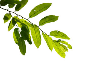 green tree branch isolated on white background