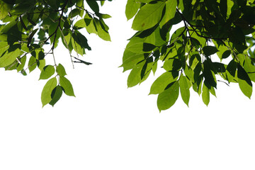 green tree branch isolated on white background