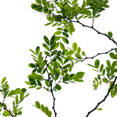 green tree branch isolated on white background