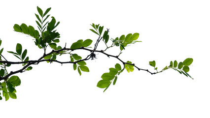 green tree branch isolated on white background