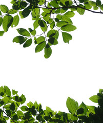 green tree branch isolated on white background