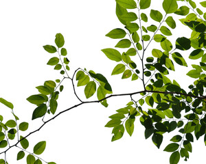 green tree branch isolated on white background