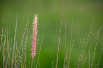 Obraz premium Wild flowers closeup on green background