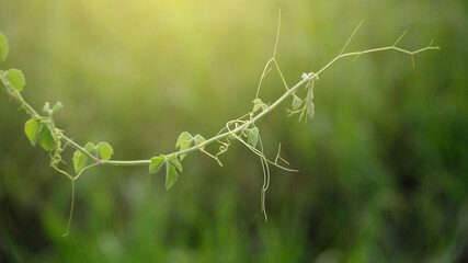 Green vines closeup with green de-focused green background