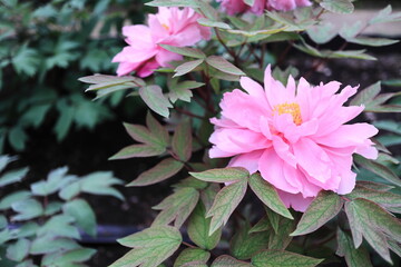 満開に咲く八千代椿のボタンの花