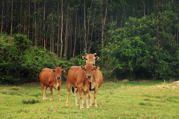 Cows on a green meadow looking to a camera with forest on the background.