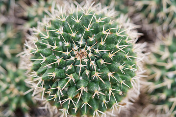Naklejka na ściany i meble Green Cactus close-up. Close-up tropical cacti plant, pastel color.