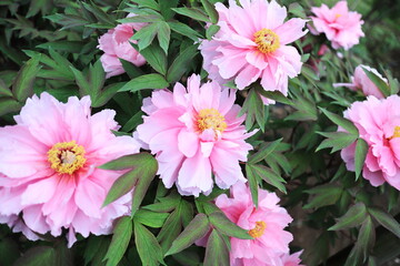 ピンク色の大きな牡丹