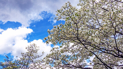 コブシの白い花