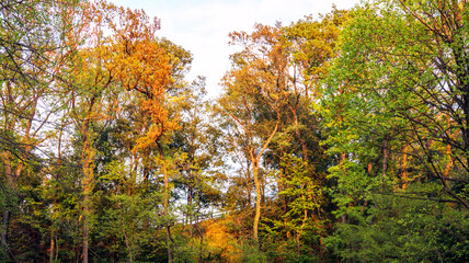夕陽に照らされた公園の樹木