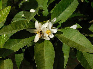 A honey bee, or Apis mellifera, on a flower of a bitter orange, or Citrus aurantium tree