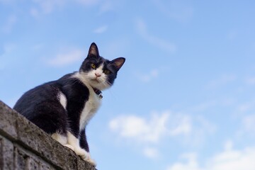 カメラを見下ろす猫
