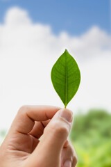 Fototapeta na wymiar hand holding green leaf. green energy concept